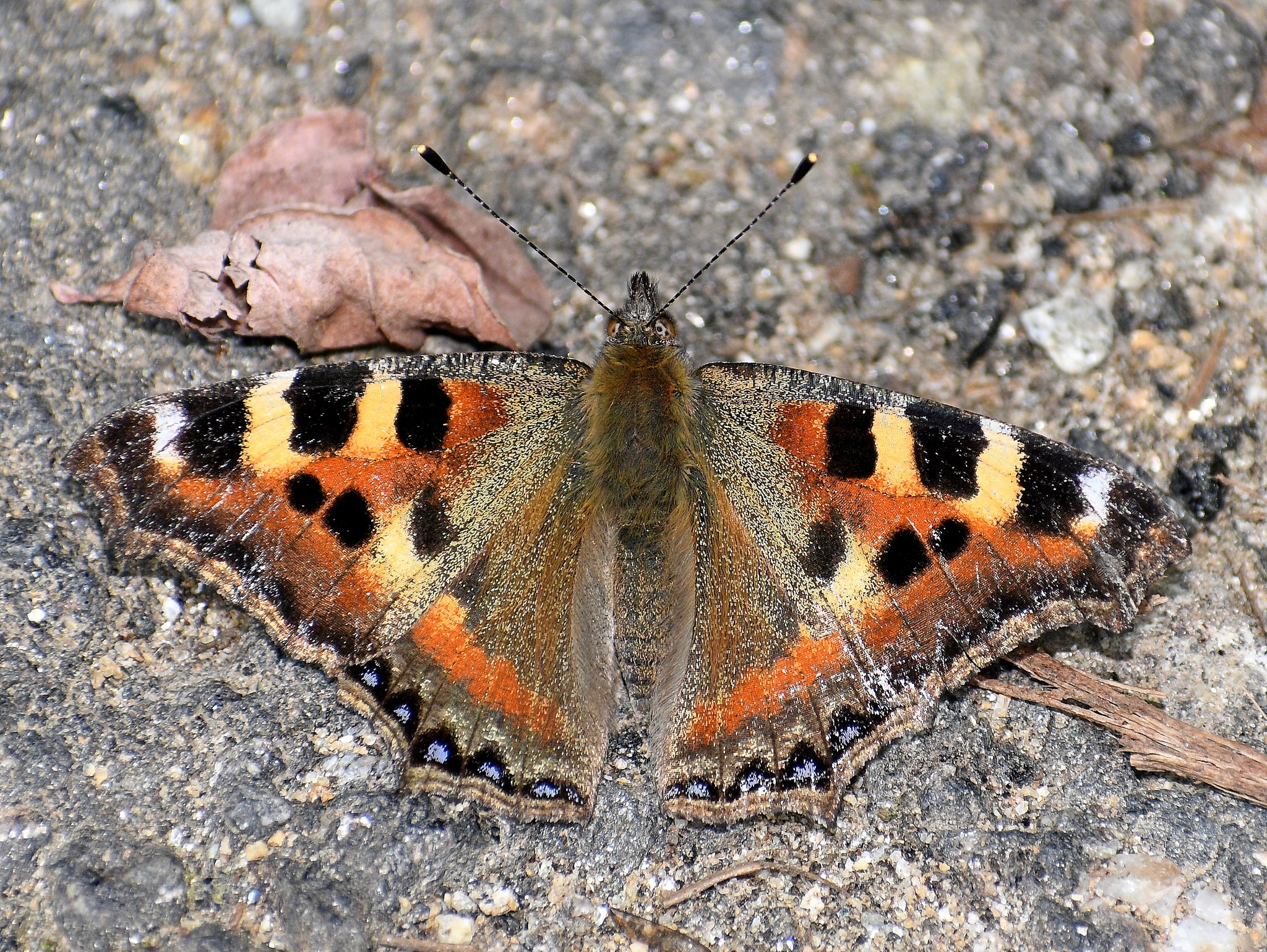 Indian Tortoiseshell