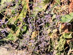 Limonium graecum