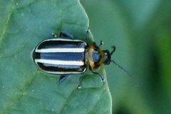 Disonycha conjuncta