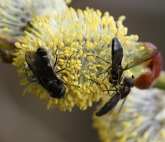 Melangyna quadrimaculata