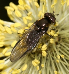 Melangyna quadrimaculata
