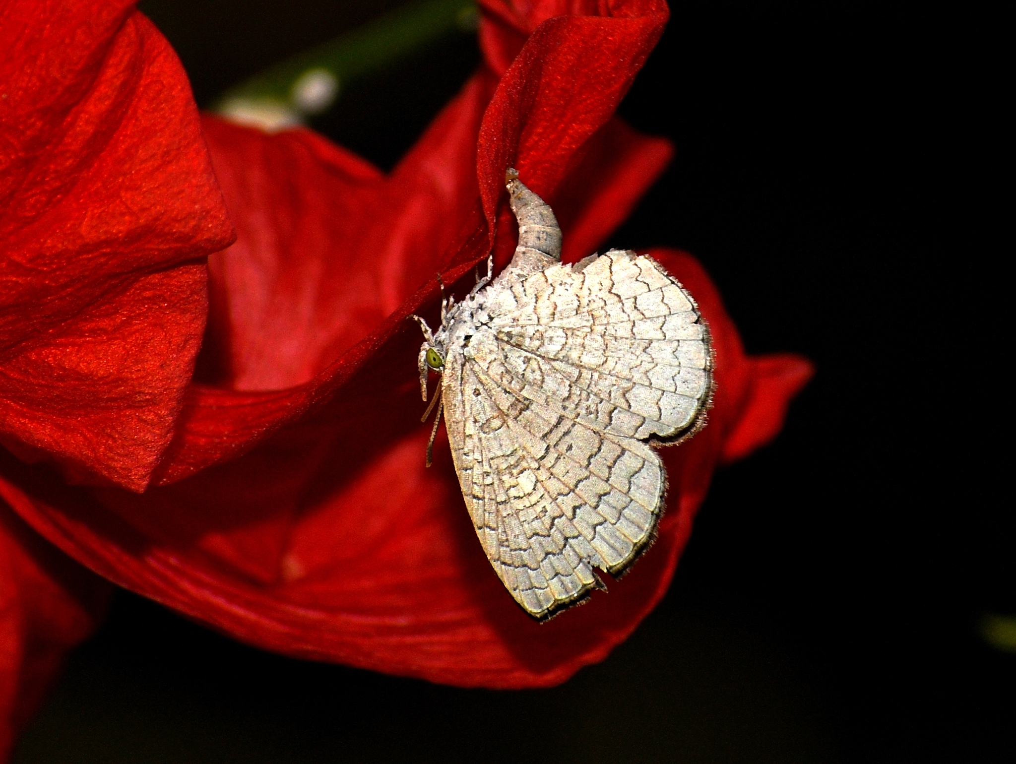 Apefly