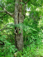 Terminalia leiocarpa image