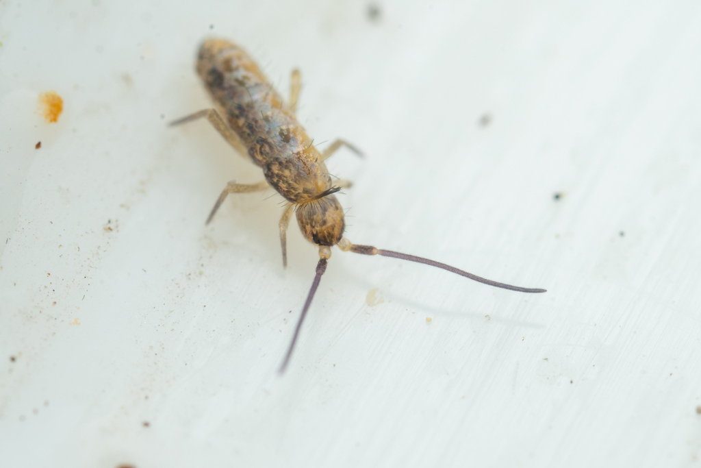 Plutomurus wilkeyi