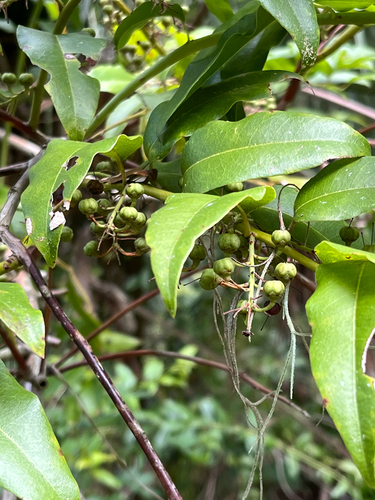 Agarista populifolia, photograph 5