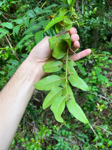 Agarista populifolia, photograph 6