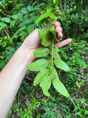 Agarista populifolia, photograph author not stated, no rights reserved