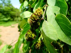 Terminalia leiocarpa image