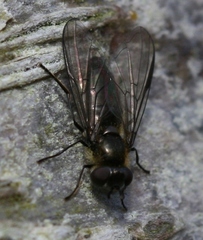 Melangyna quadrimaculata