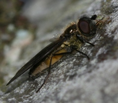 Melangyna quadrimaculata