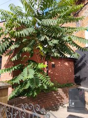Ailanthus altissima