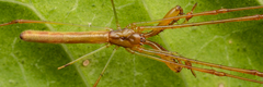 Tetragnatha