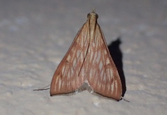 Antigastra catalaunalis