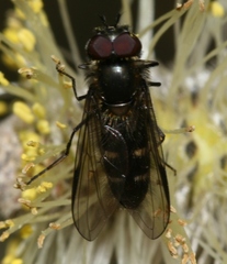 Melangyna quadrimaculata