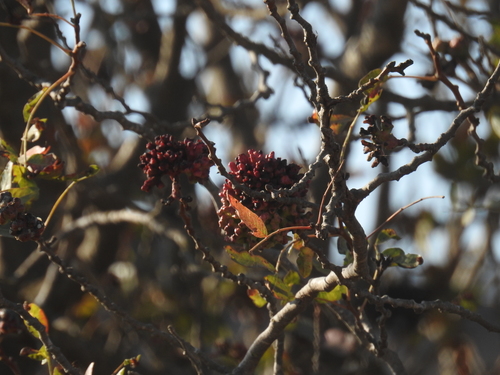 Tanner's sumac