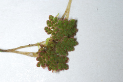 Eastern mosquito fern