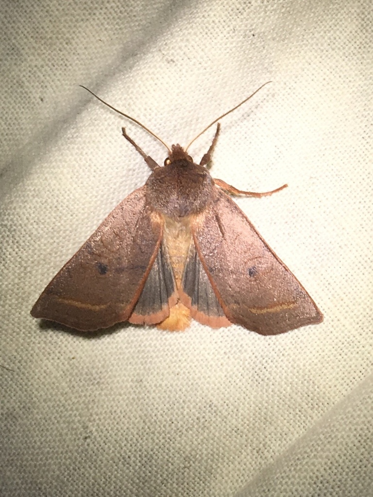 Pointed Sallow