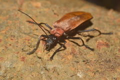 Chauliognathus faustus