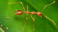 Oecophylla smaragdina