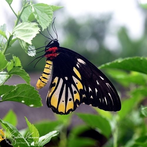 アレクサンドラトリバネアゲハ (Ornithoptera alexandrae) · iNaturalist