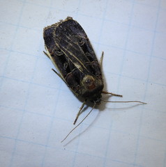 Pseudohermonassa tenuicula