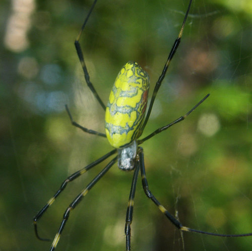 Joro Spider, photo 9 of 9