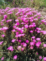 Lampranthus tenuifolius