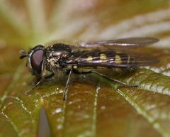 Melangyna lasiophthalma