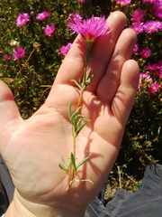 Lampranthus tenuifolius