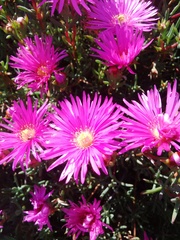 Lampranthus tenuifolius