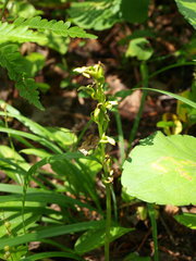 Platanthera hookeri
