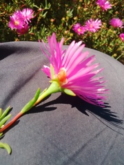 Lampranthus tenuifolius