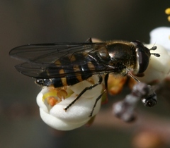 Melangyna lasiophthalma