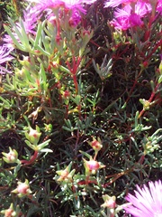 Lampranthus tenuifolius