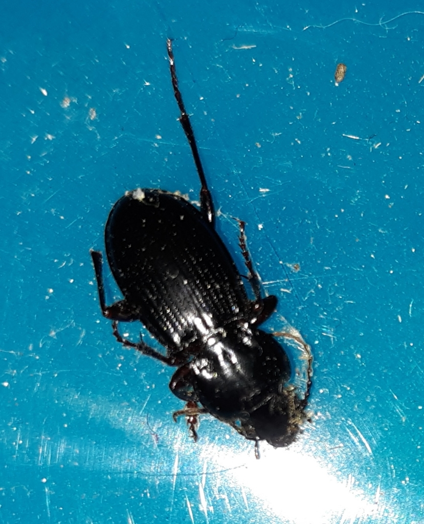 Cyclotrachelus seximpressus