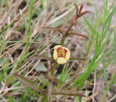 Centranthera tranquebarica