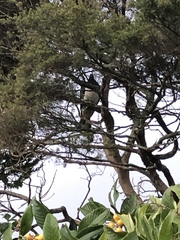 Hemiphaga novaeseelandiae