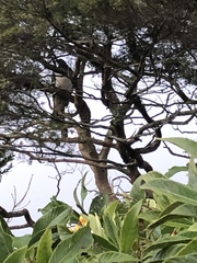 Hemiphaga novaeseelandiae