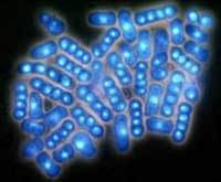 Budding Yeasts