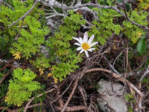 White-flowered African-daisy (Arctotis aspera)