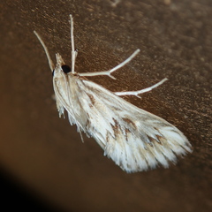 Cynaeda