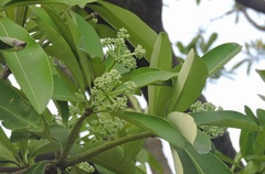 Alstonia scholaris