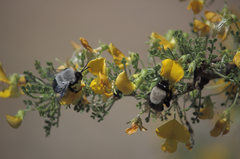 Epiclopus lendlianus