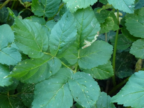 Phytomyza angelicastri