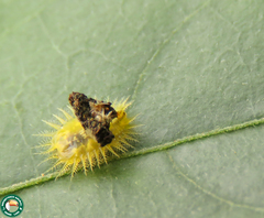Cyrtonota