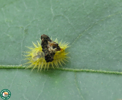 Cyrtonota