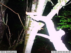 Glaucomys oregonensis