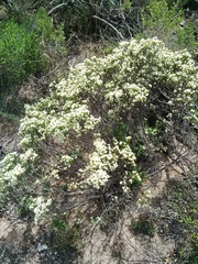 Diosma aspalathoides