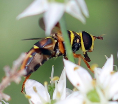 Meromacrus gloriosus
