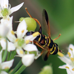 Meromacrus gloriosus